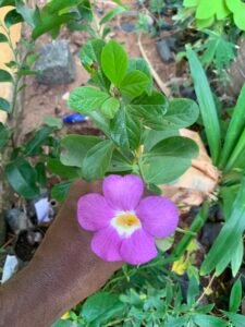 Plant nursery